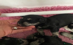 Miniature Schnauzer dogs for sale: 5*MINIATURE SCHNAUZER PUPPIES - Image 11