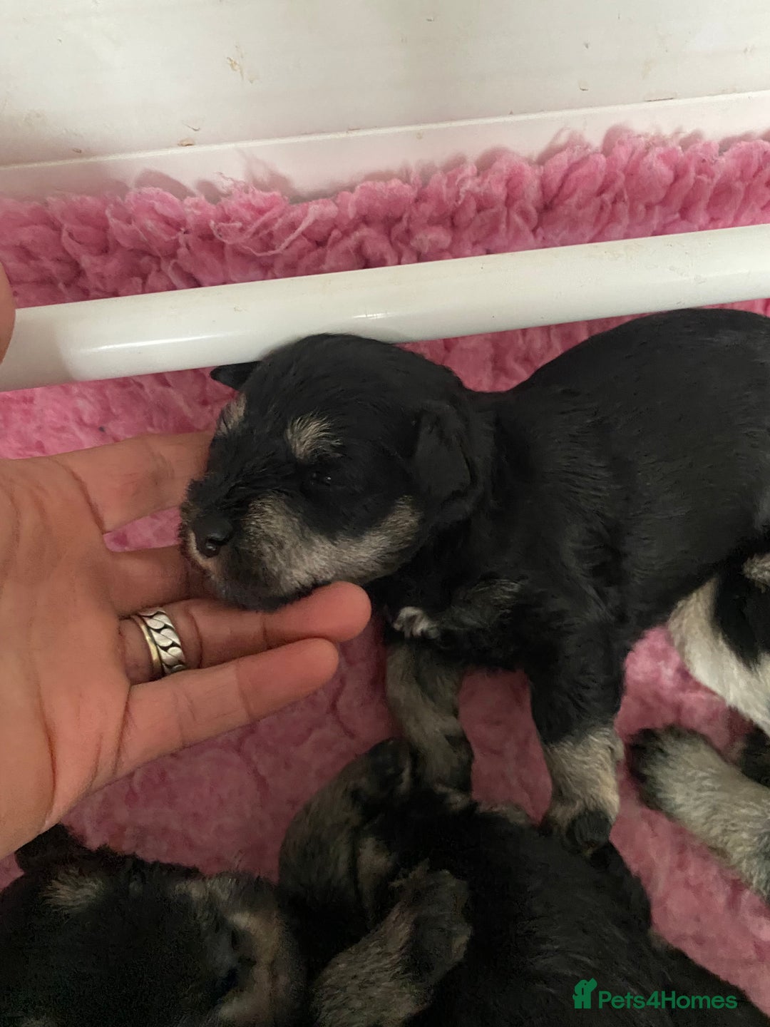 Miniature Schnauzer dogs for sale: 5*MINIATURE SCHNAUZER PUPPIES - Image 11