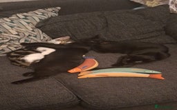 Domestic Shorthair cats for sale: Bonded pair black kittens 18 weeks old - Image 5