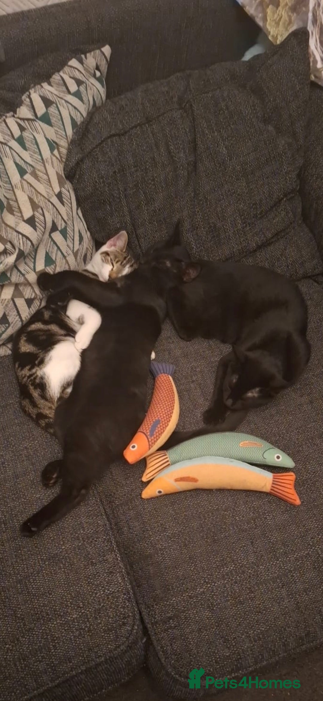 Domestic Shorthair cats for sale: Bonded pair black kittens 18 weeks old - Image 5