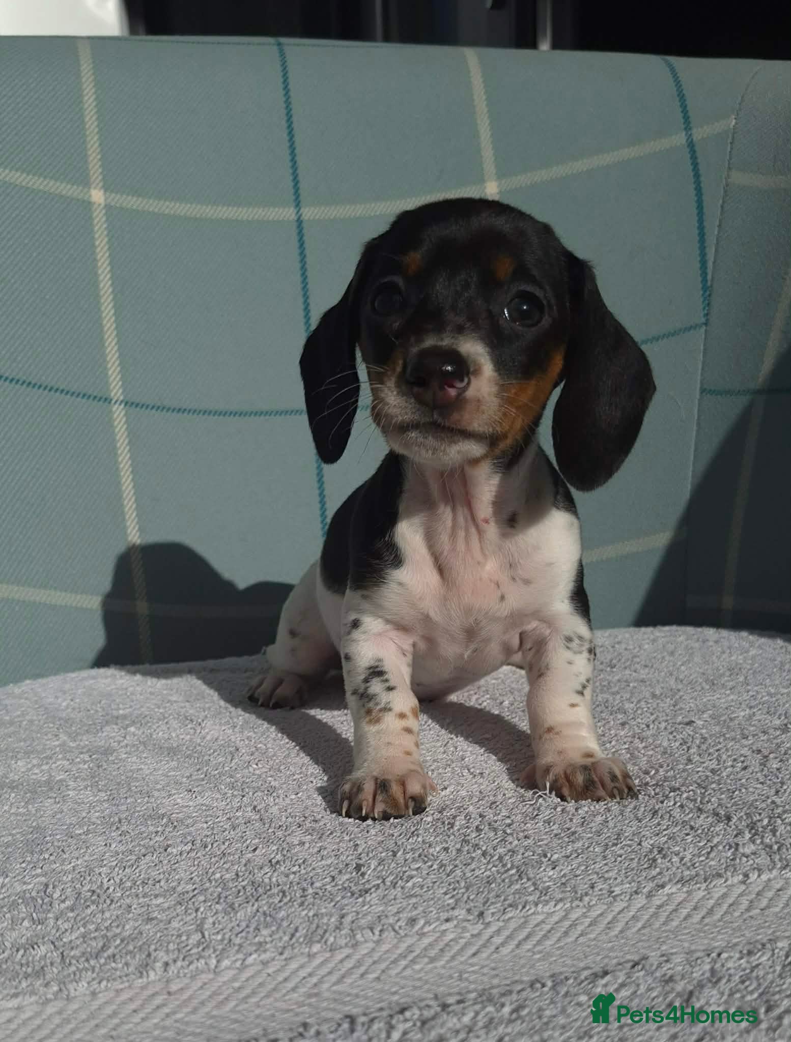 Miniature Dachshund dogs MINIATURE DACHSHUND PUPPIES FOR NEW HOMES - Advert 1