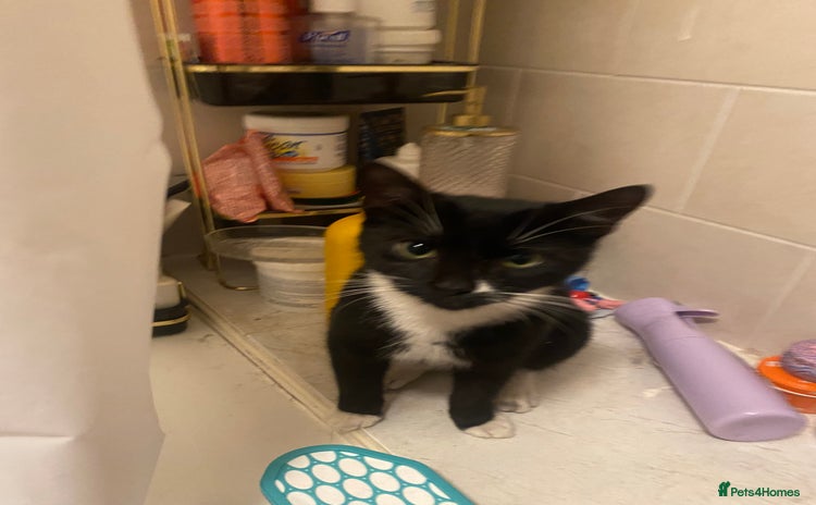 American Shorthair cats Lucky/clover - Advert 4