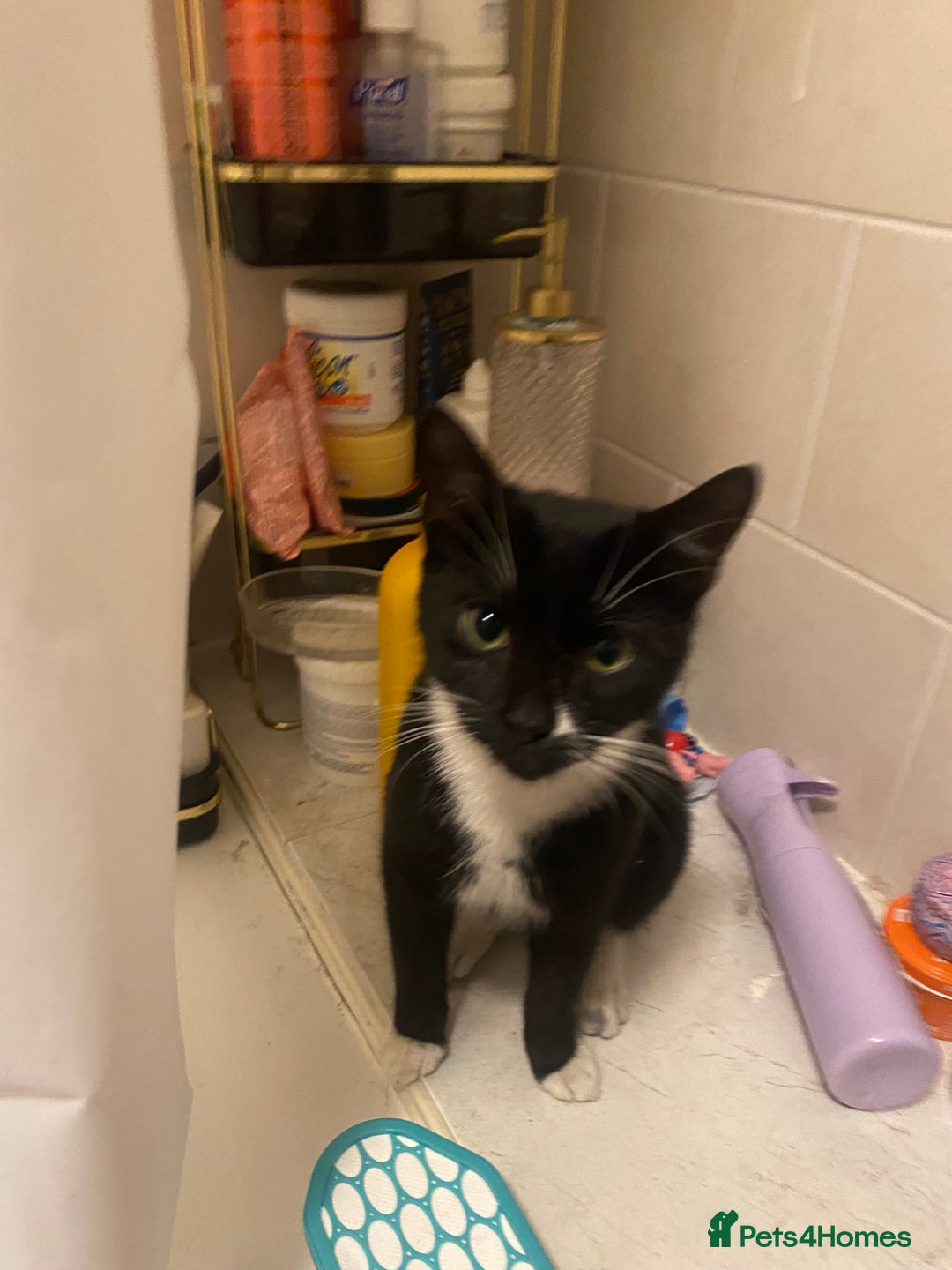 American Shorthair cats for sale: Lucky/clover - Advert 1