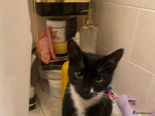 American Shorthair cats Lucky/clover - Advert 8