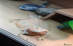 Bearded Dragon reptiles for sale: Sandstorm  - Image 3