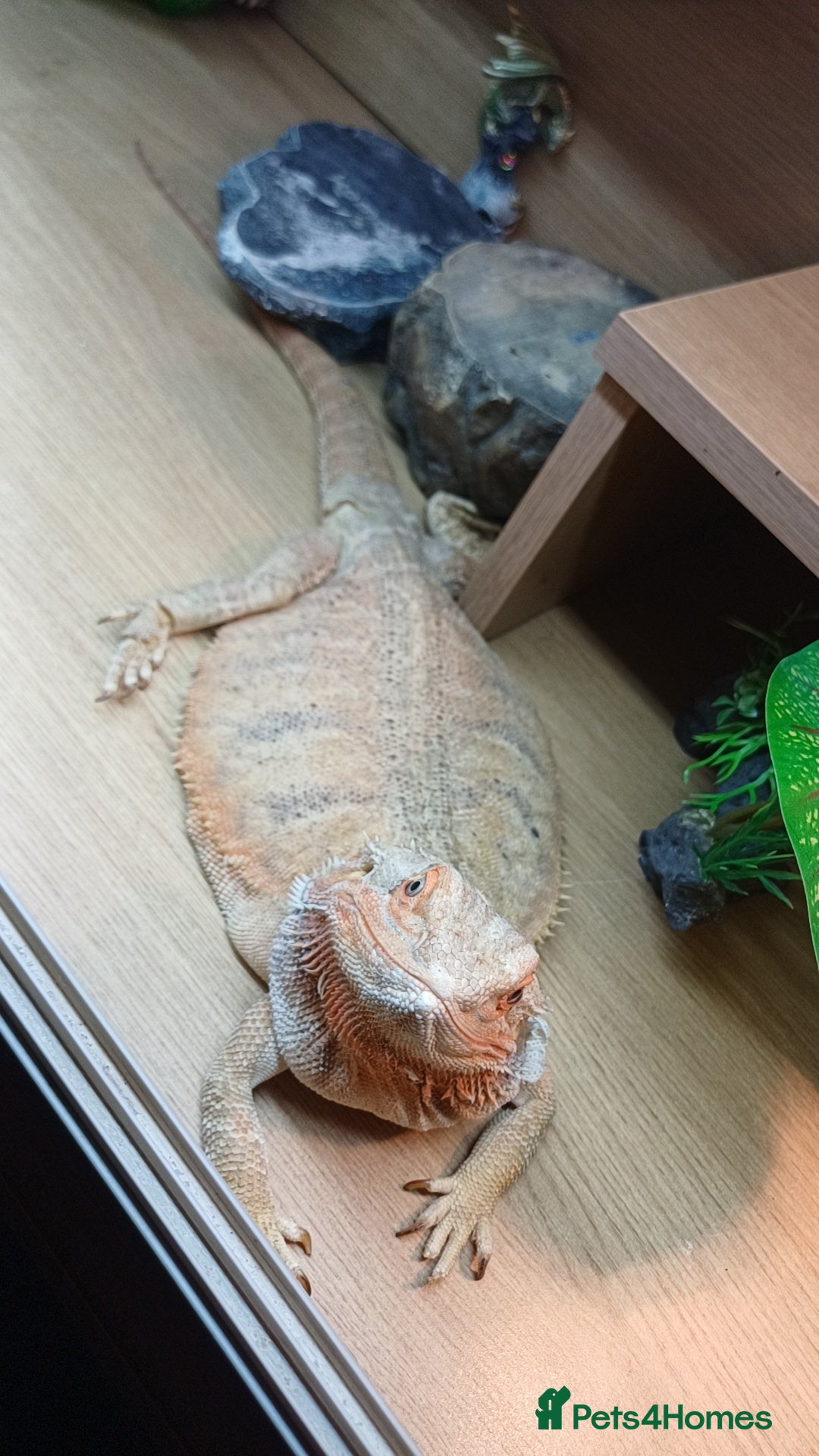 Bearded Dragon reptiles for sale: Sandstorm  - Image 3