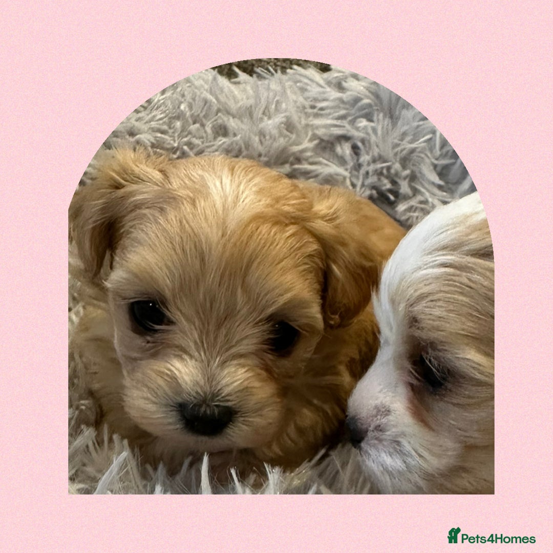 Maltipoo dogs for sale: F1 Tiny Maltipoo champagne puppies - Advert 9