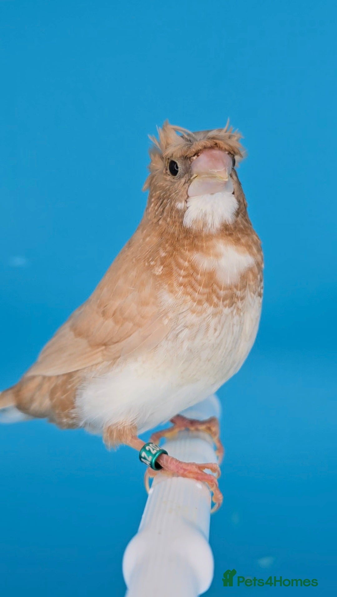 Finches birds for sale: Bengalese finches  - Advert 21