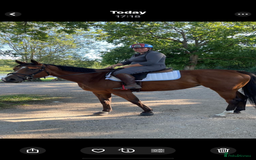 English Thoroughbred horses for sale: Super safe and easy mare  - Image 1