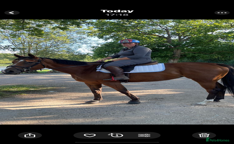 English Thoroughbred horses - Advert 1