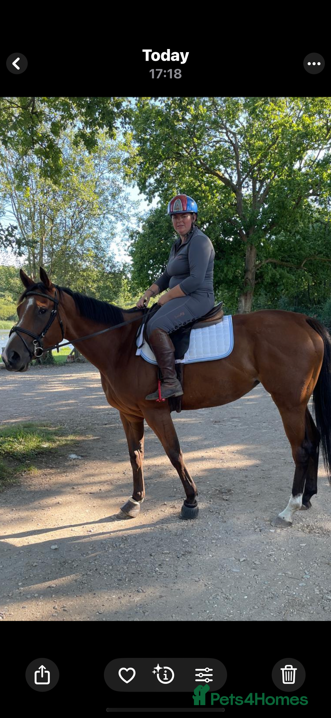 English Thoroughbred horses for sale: Super safe and easy mare  - Image 1