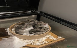 Hamster rodents for sale: Russian dwarf hamsters - Image 3