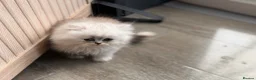 Persian cats for sale: Re listed due to timewaster persian grey kitten,  - Advert 1