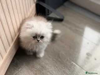 Persian cats Re listed due to timewaster persian grey kitten, - Advert 5
