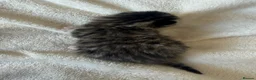 Mixed Breed cats for sale: 6x Scottish Fold/Main Coon/Bengal Kittens  - Advert 11