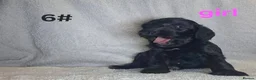 Cockapoo dogs for sale: 8 beautiful puppies for sale in Swadlincote - Advert 6