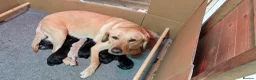 Labrador Retriever dogs for sale: Stunning Litter from KC registered parents  - Advert 4
