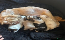 Mixed Breed dogs for sale: Shi/chi - Image 1