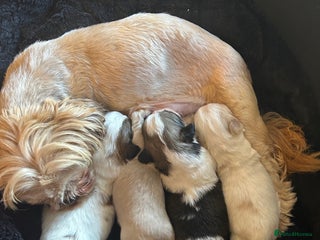 Mixed Breed dogs - Advert 19