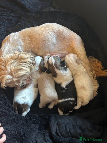 Mixed Breed dogs - Advert 1