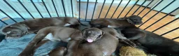 Labrador Retriever dogs for sale: FULLY VACCINATED & DEWORMED - Advert 3