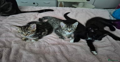 Mixed Breed cats - Advert 13