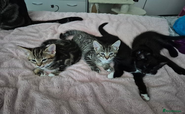 Mixed Breed cats - Advert 1