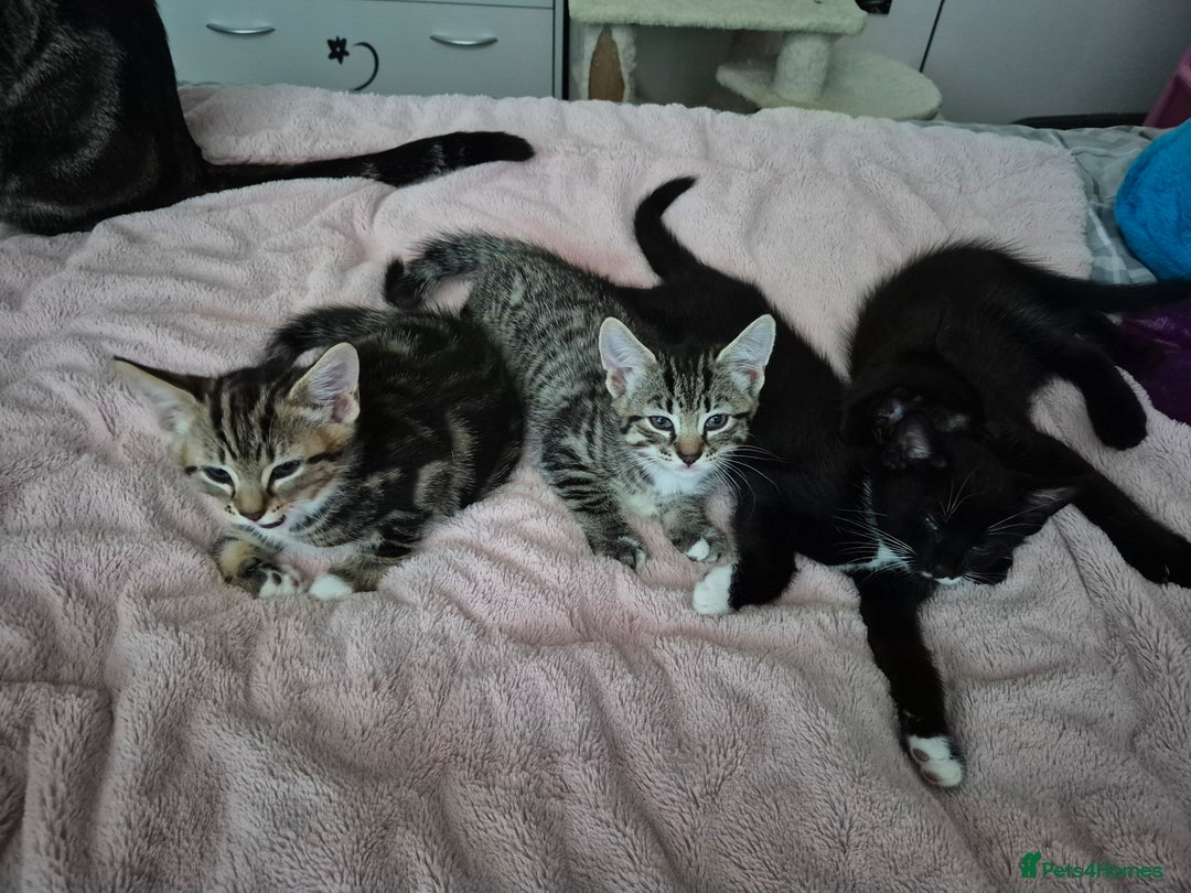 Mixed Breed cats for sale: Kittens for sale - Image 1