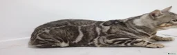 Bengal cats for stud: BLUE + SNOW CARRIER Silver Korea Import Clouded - Advert 4