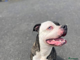 American Bulldog dogs American Bulldog - Advert 18