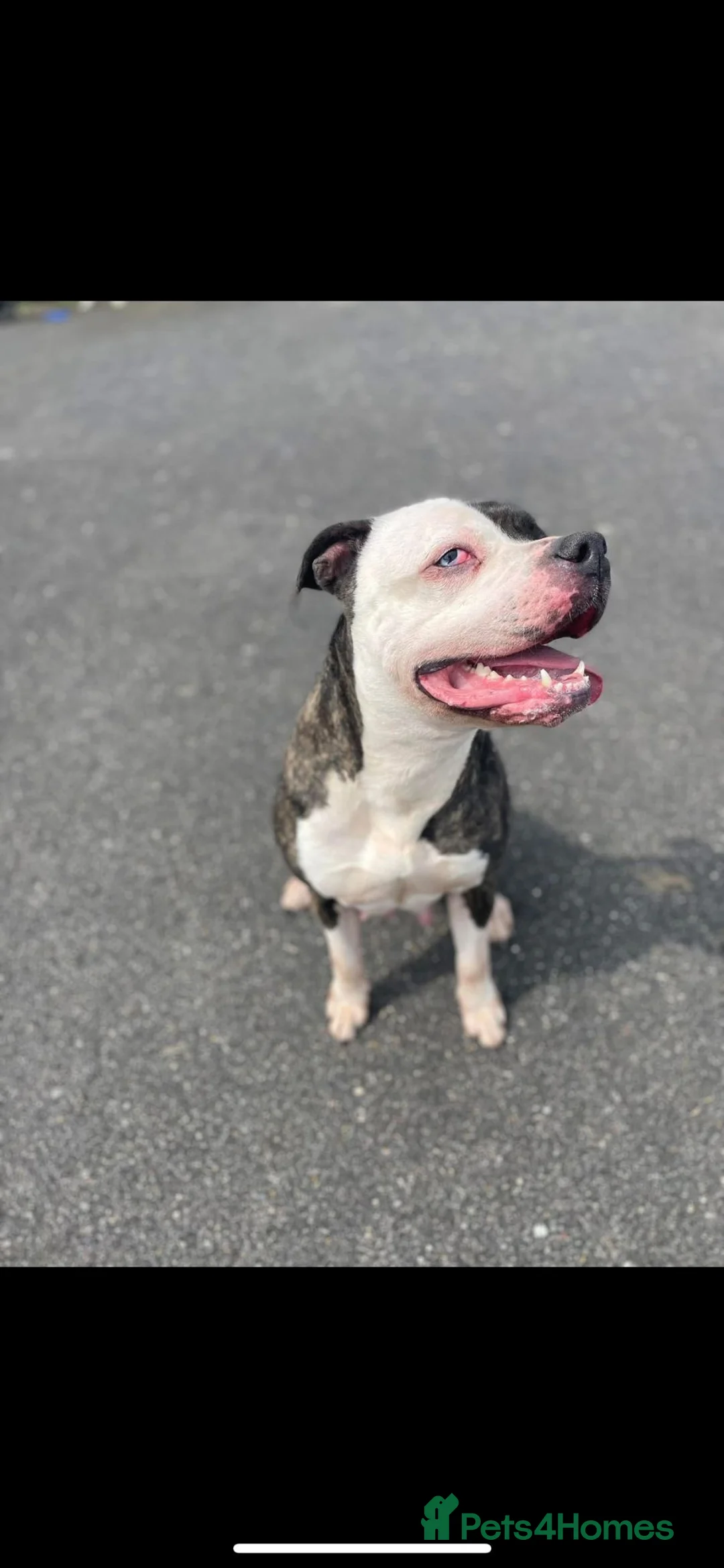 American Bulldog dogs for sale: American Bulldog  - Advert 1