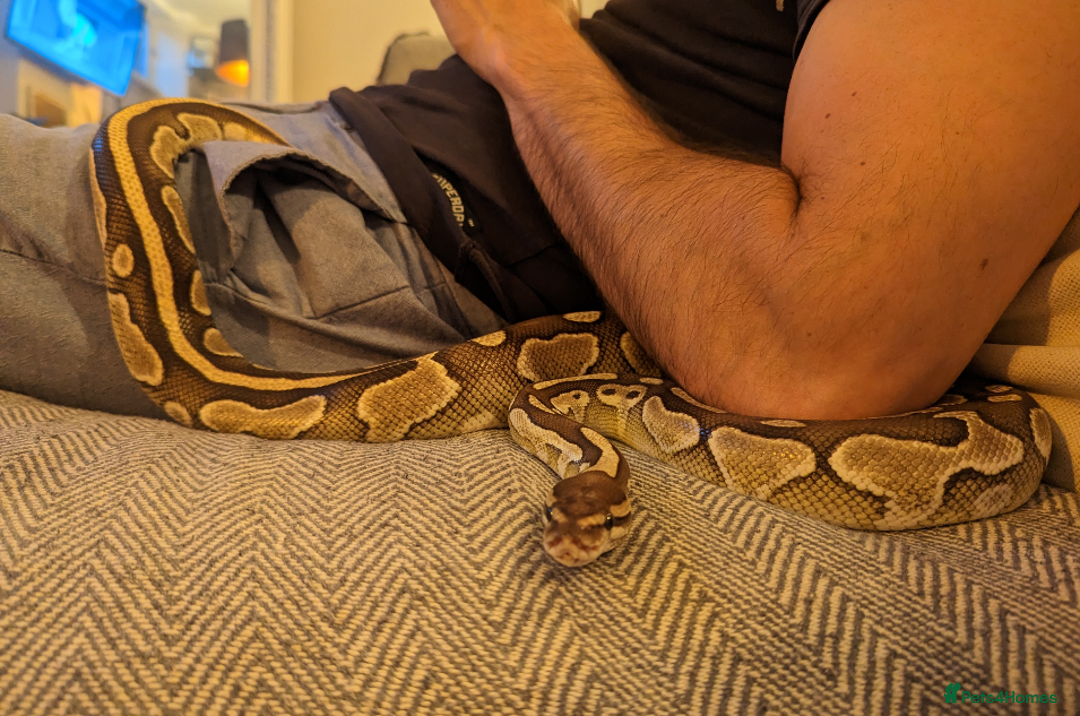 Python Snake reptiles for sale: Butter royal/ball python  - Image 6