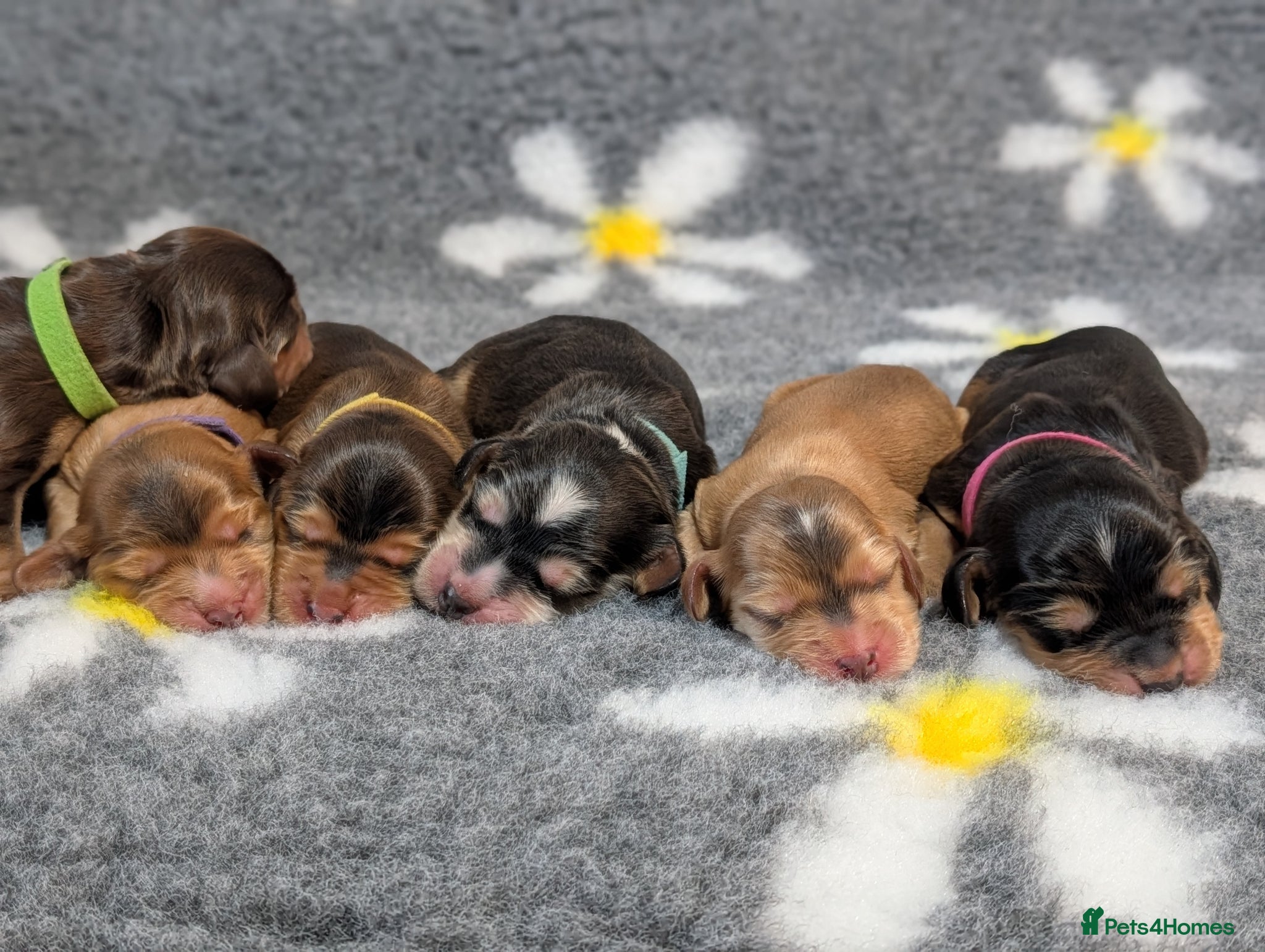 Cocker Spaniel dogs KC Reg Show Type Cocker Spaniel Puppies DNA Tested - Advert 17