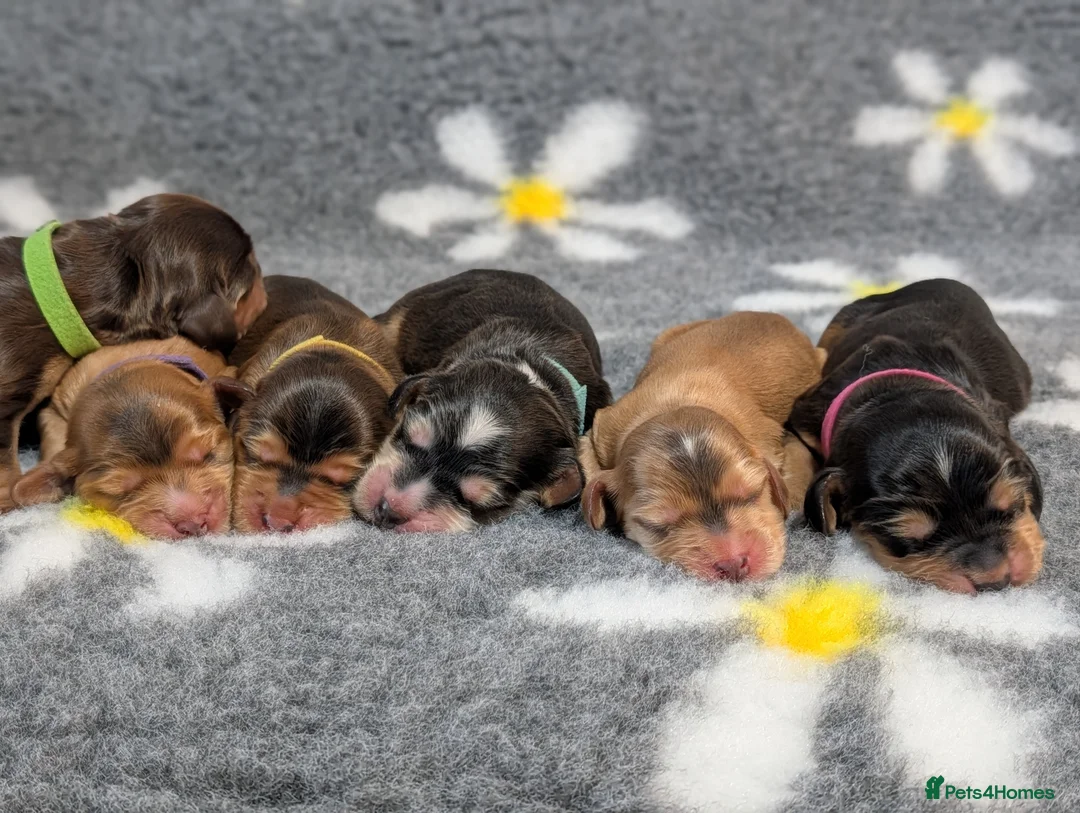 Cocker Spaniel dogs for sale: KC Reg Show Type Cocker Spaniel Puppies DNA Tested in Doncaster - Advert 2