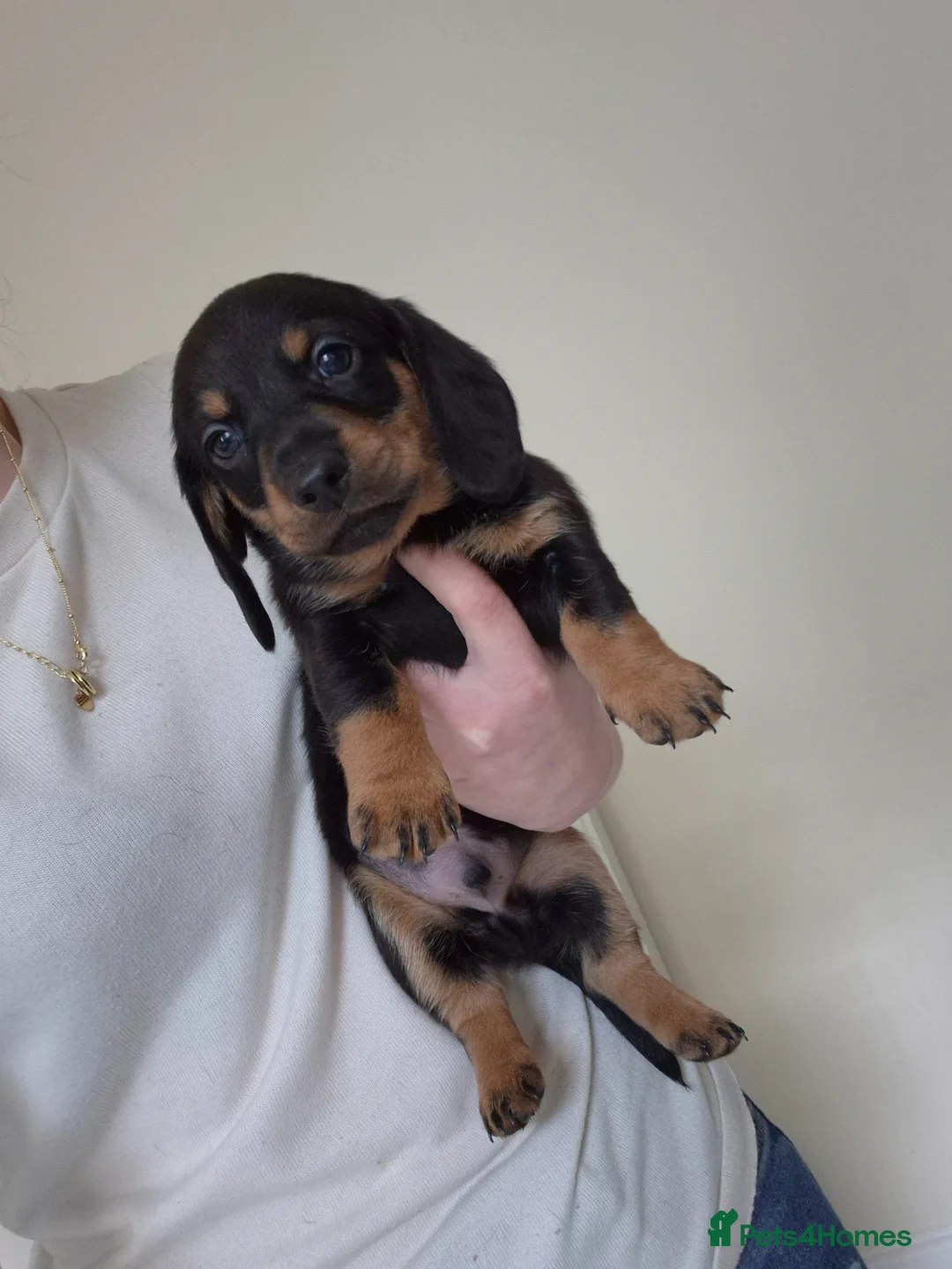 Dachshund dogs for sale: 5 Dachshund puppies available  in Bolton - Advert 7