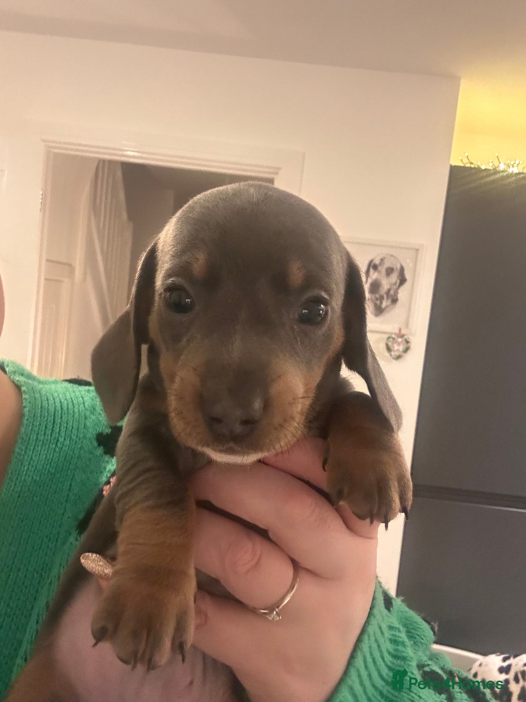 Miniature Dachshund dogs for sale: KC REGISTERED STUNNING MINATURE DACHSHUND PUPS❤️ - Advert 10