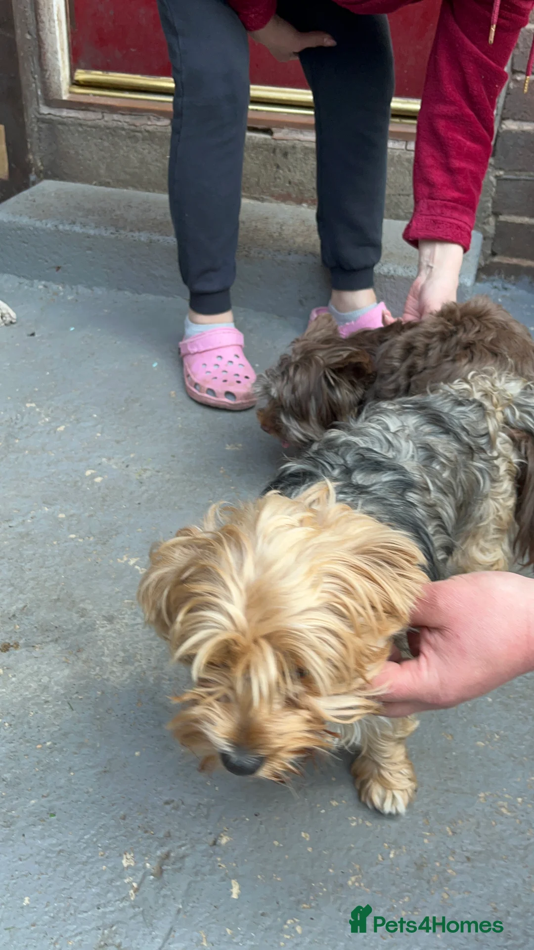 Yorkshire Terrier dogs for sale: READY NOW..PEDIGREE YORKSHIRE TERRIER FOR SALE - Advert 19