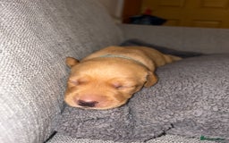 Labrador Retriever dogs for sale: Labrador Retriever Pups - Image 17