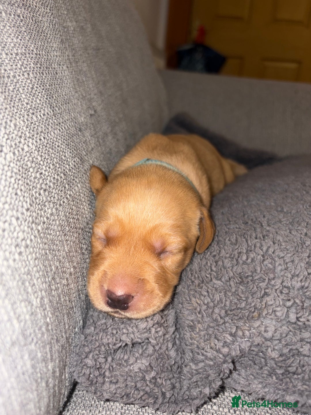 Labrador Retriever dogs for sale: Labrador Retriever Pups - Image 17