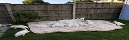 White Swiss Shepherd dogs for sale: 🏆KC WSS Champion Bloodline stunning puppies - Advert 2