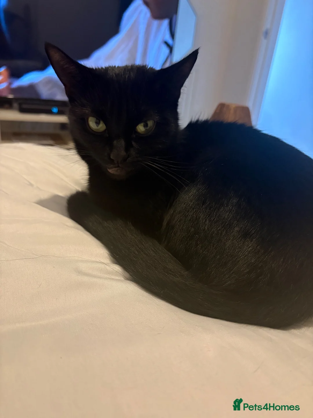 Bombay cats for sale: REHOME - Advert 2