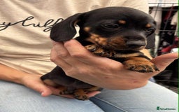 Dachshund dogs for sale: Miniature Dachshund puppies - Image 6