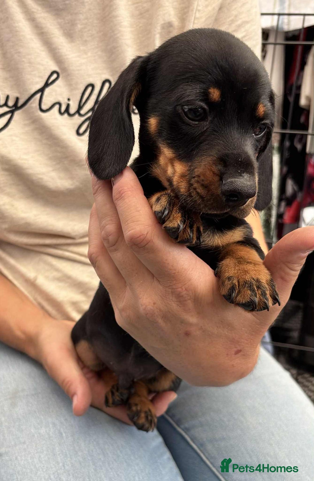 Dachshund dogs for sale: Miniature Dachshund puppies - Image 6