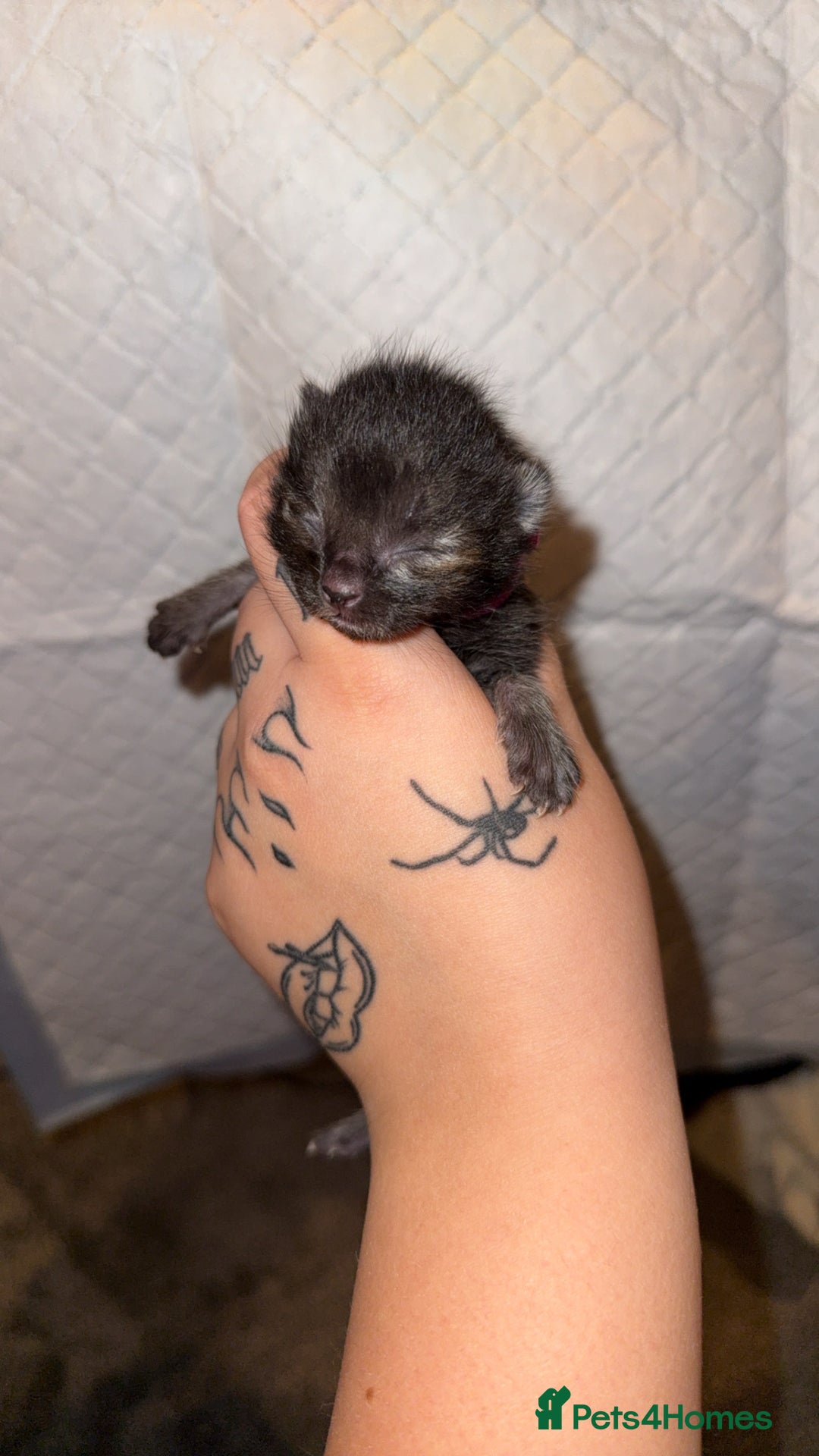 Bengal cats for sale: 10 Beautiful Bengal Kittens - Image 10