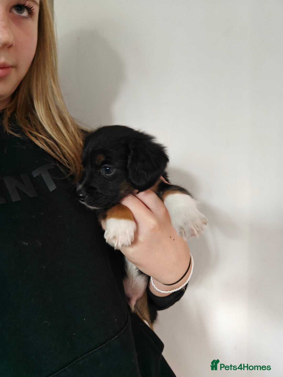 Mixed Breed dogs for sale: Jackweenie male puppies - Image 24