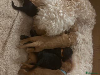 Cockapoo dogs Beautiful litter of 10 Cockapoo pups - Advert 6