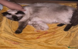 Ragdoll cats for sale: One male and one female left - Image 7