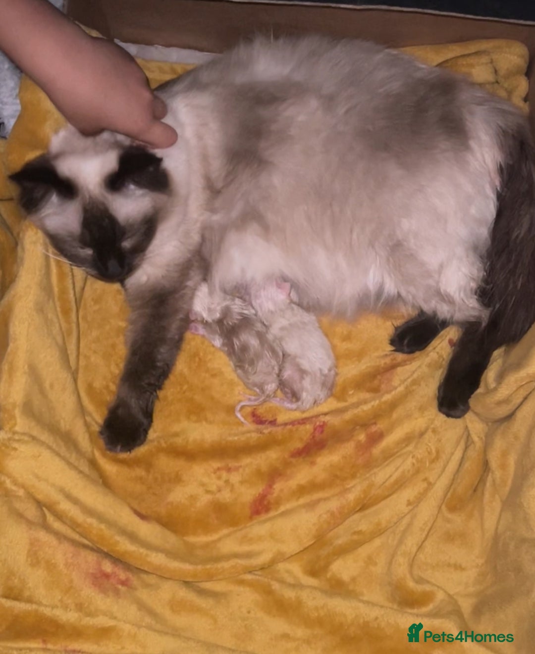 Ragdoll cats for sale: One male and one female left - Image 7