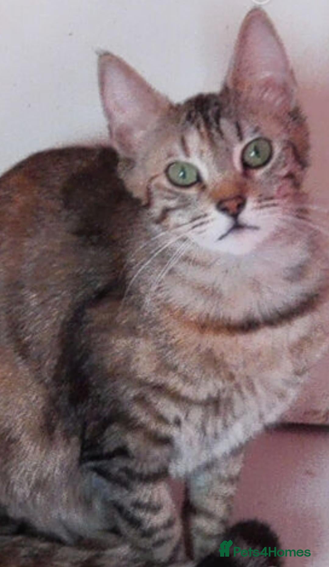 Mixed Breed cats Brown Silver Blue Red Cream X Bengal X young Cats - Advert 1