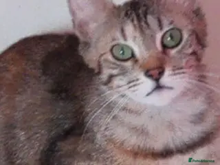 Mixed Breed cats Brown Silver Blue Red Cream X Bengal X young Cats - Advert 4